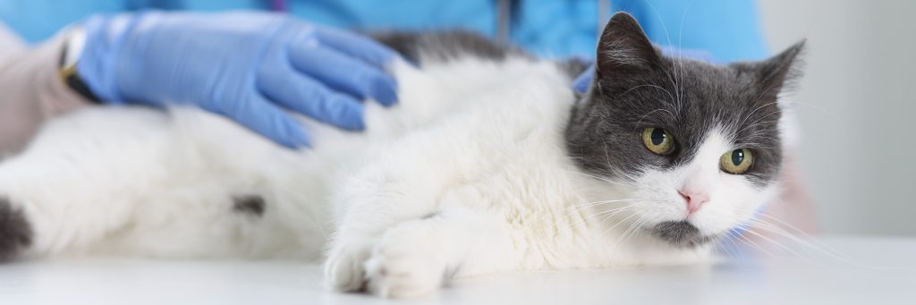Tiarzt nimmt Entwurmung bei Katzen vor
