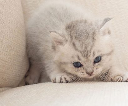 Close up of cute kitten walk and playing on the sofa in home.