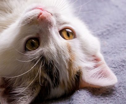 Cute little white kitten with yellow eyes lying down on gray background