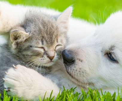 White Swiss Shepherd`s puppy playing with tiny kitten on green grass.