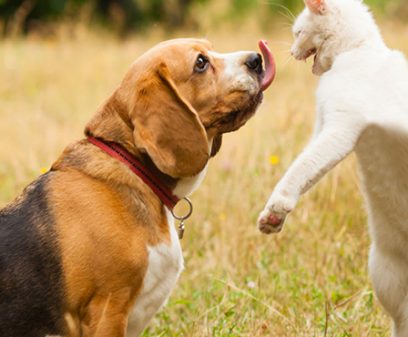 Close view of adorable Beagle dog fighting with white Turkish Angora cat. Dog's tongue is out, cat standing on her back paws with mouth wide open. Fascinating cat and dog interaction